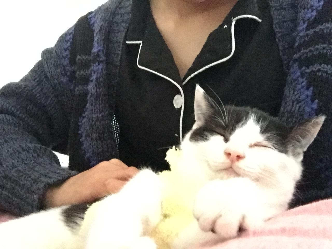 养一只不粘人的猫是什么体验? - 知乎