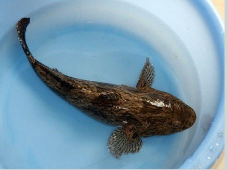 这是什么鱼岷江河里面的