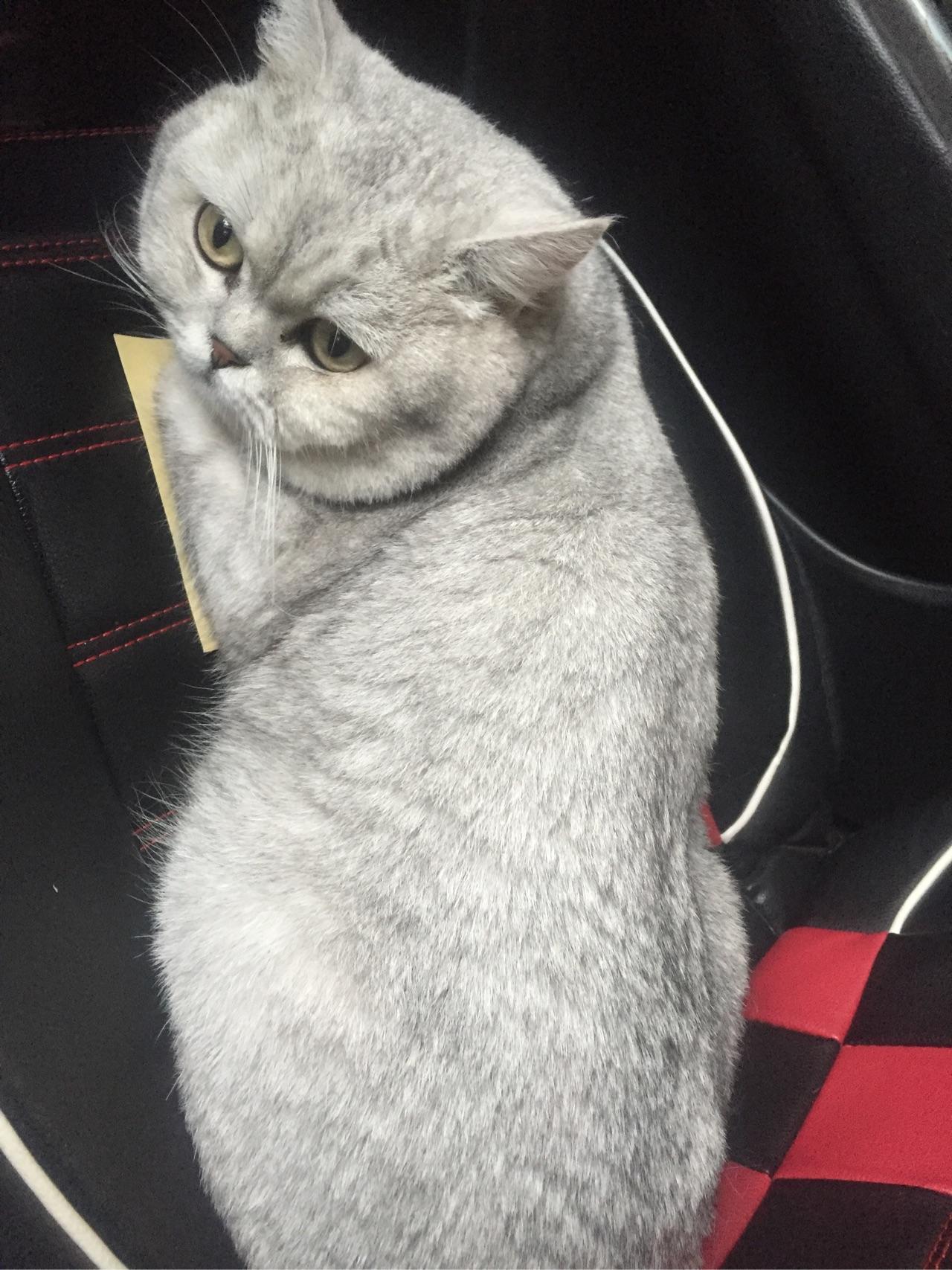 给猫剃毛是好还是不好? - 知乎