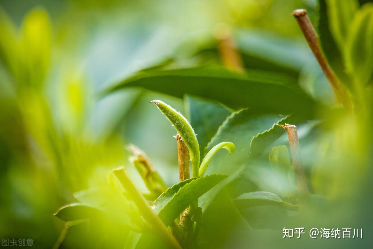 福鼎白茶与安吉白茶:所属茶系、感官特征、产地、品种、都不同-福鼎白茶与安吉白茶区别