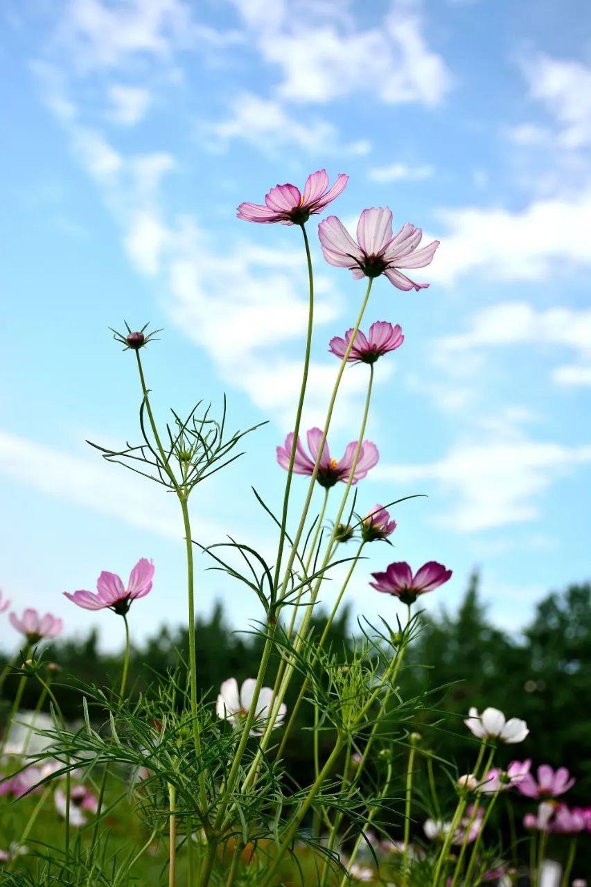 疯狂pick,小雏菊,格桑花,初夏里的小清新上线了!