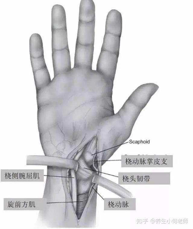 诊脉方法:举、按、寻,诊脉的时候到底要诊些什么? - 知乎