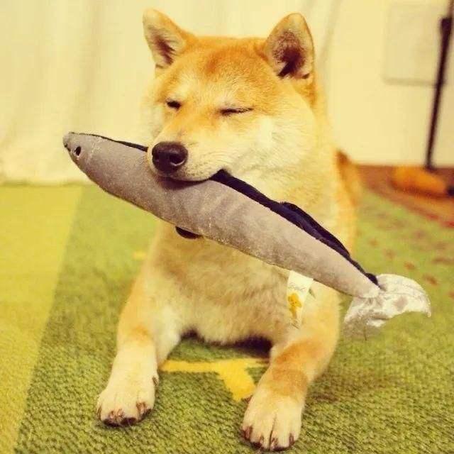 狗狗虽然粮食不缺可是营养还是不足原因在这