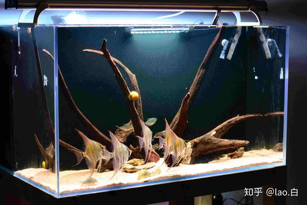 有哪些好看适合新手上路的热带鱼 适合新手养的热带鱼 德涵网