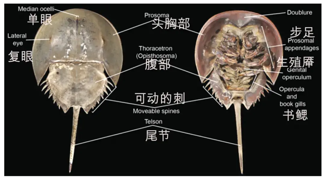 淡水里像鲎的东西图片