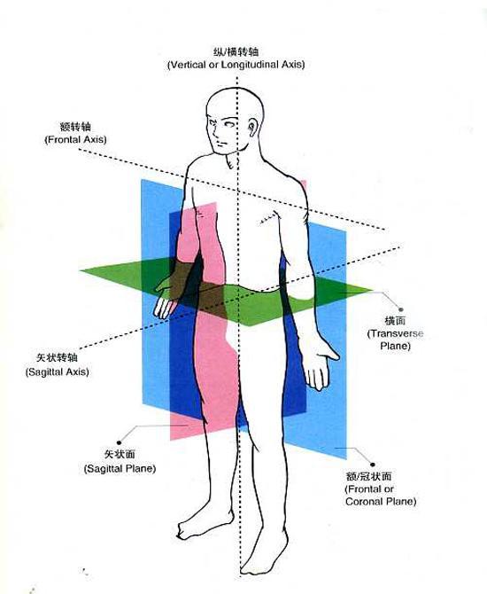 人体外形模式图图片