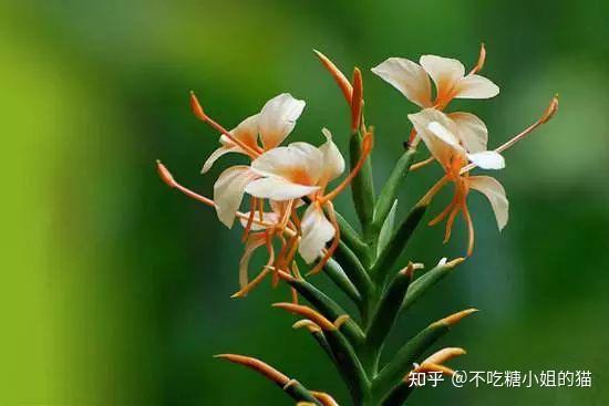真正的佛系植物，五树六花，是指哪“五树”？哪“六花”？ - 知乎
