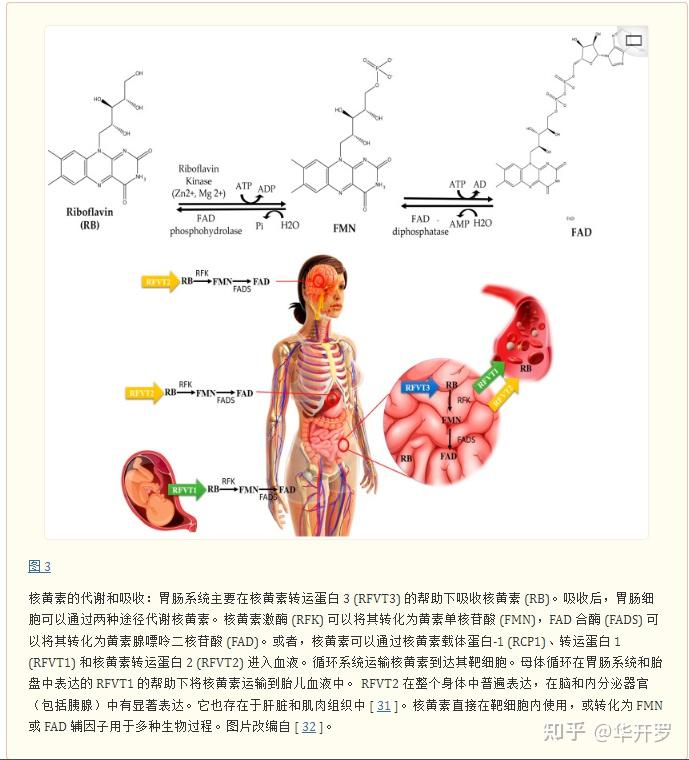 重振核黄素:揭示其在人体生理和健康中的永恒意义 - 知乎