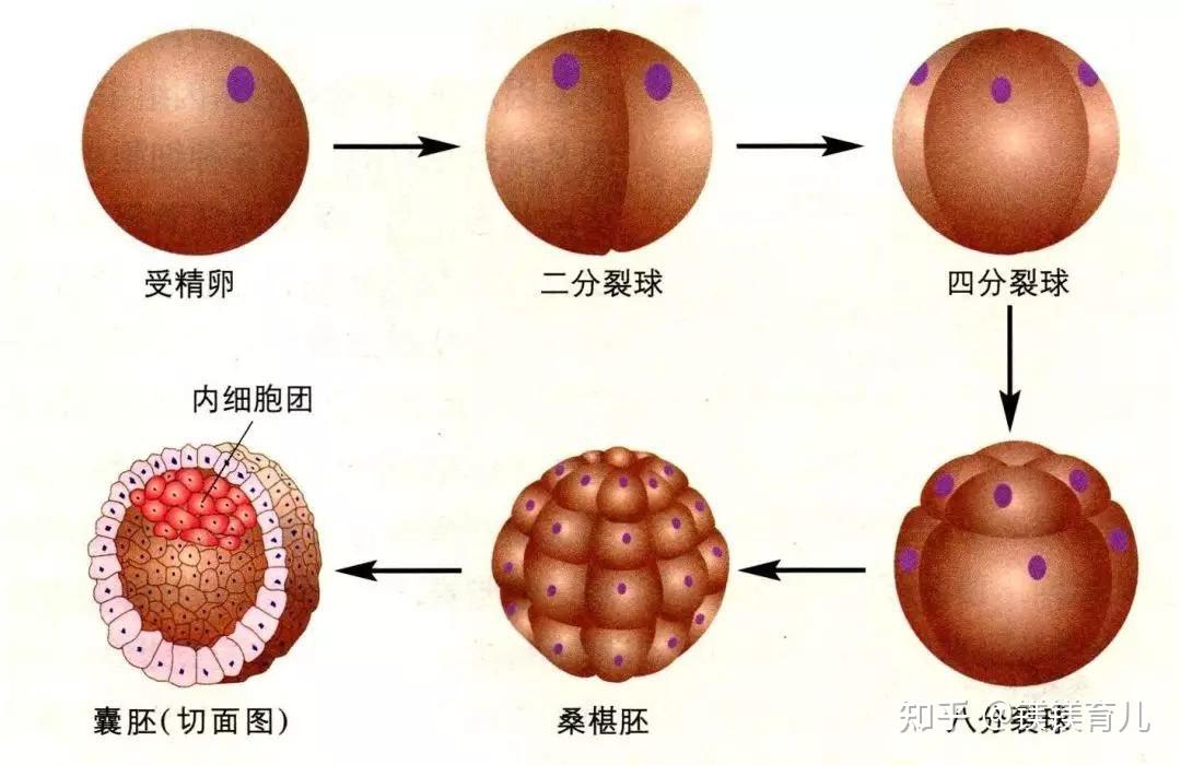 備孕流程!做試管囊胚的成功率