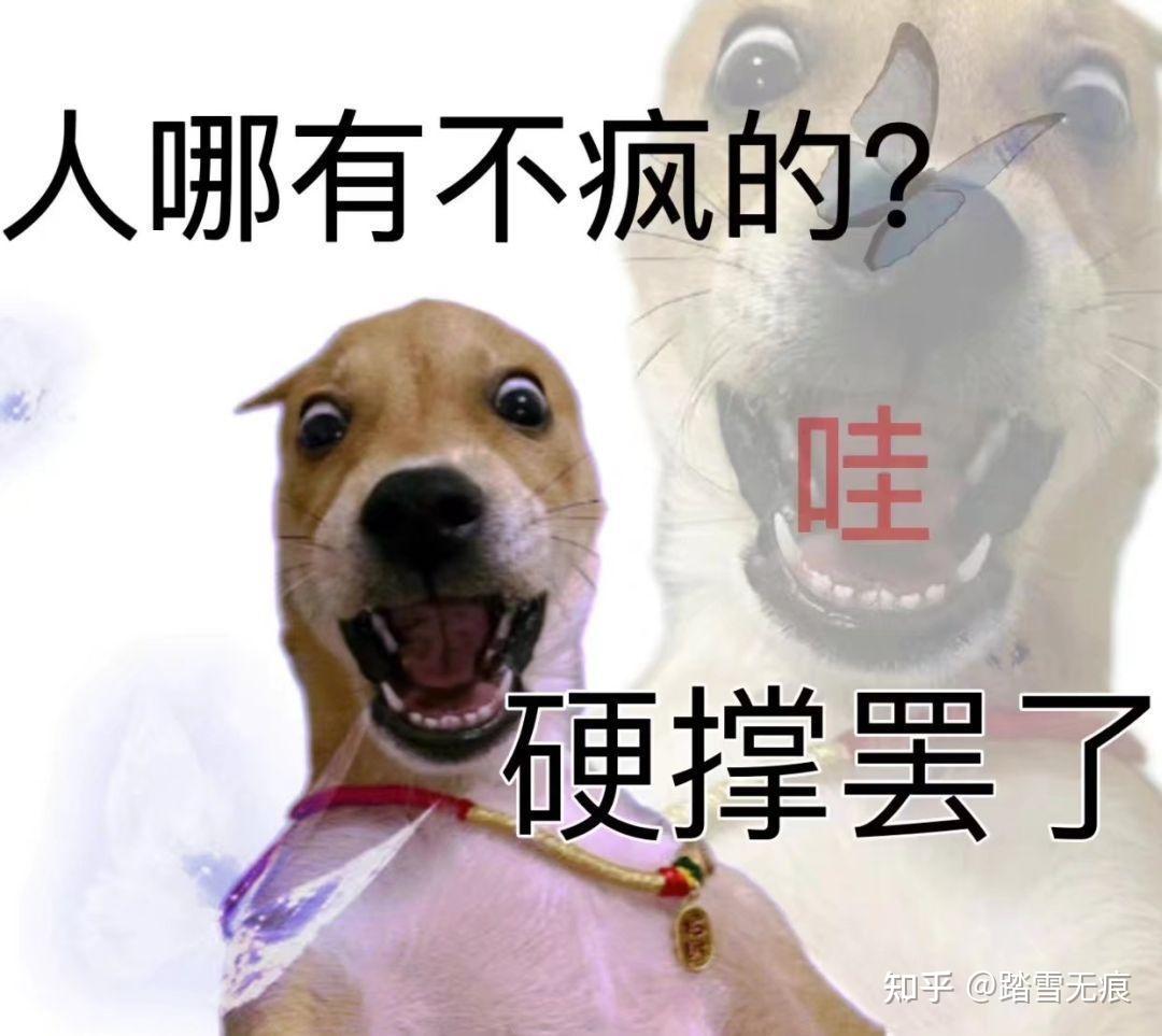 沙雕小狗🐕表情包分享,这届修狗真的可爱哦。 - 知乎