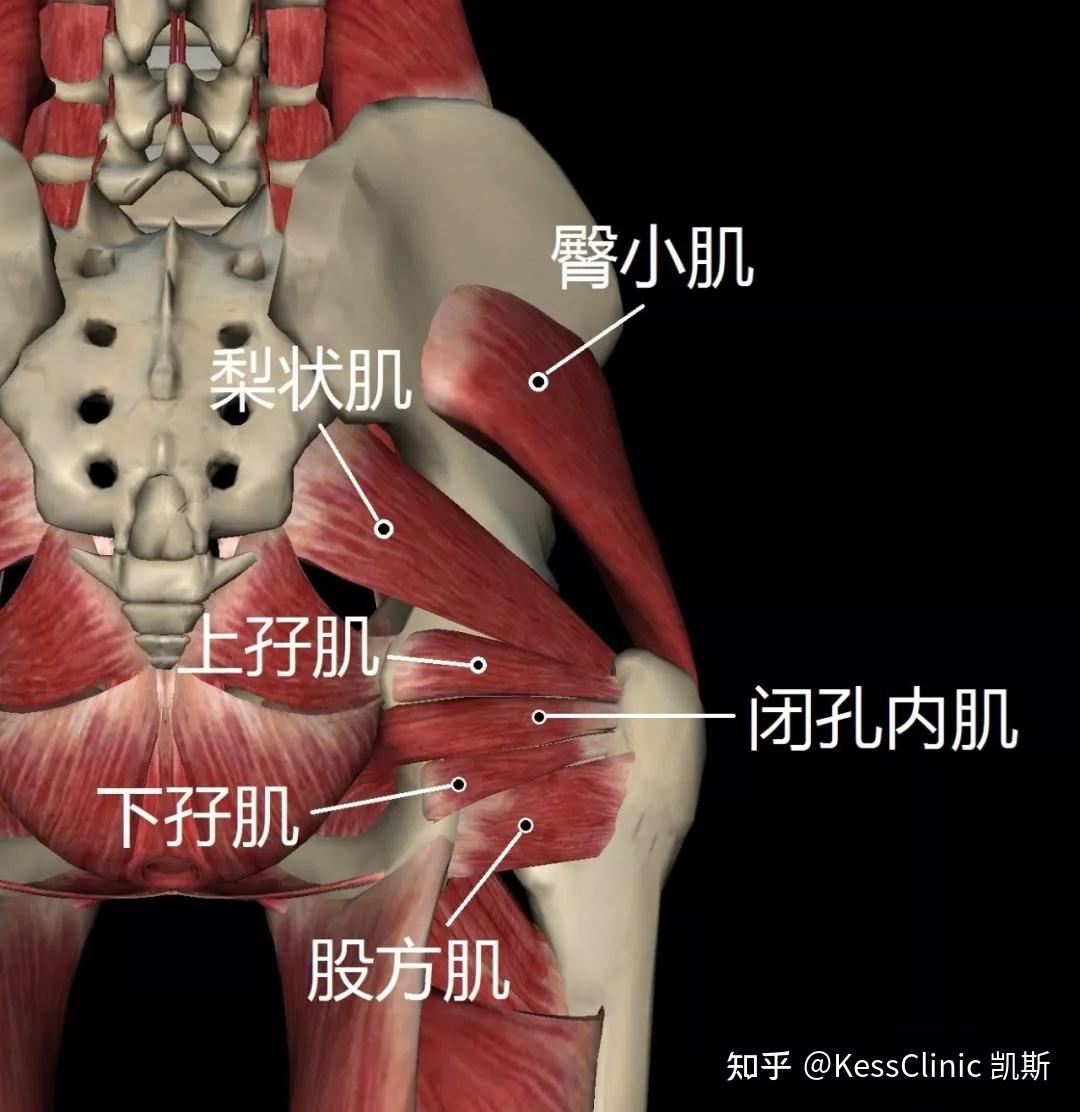 坐骨结节囊肿位置图片