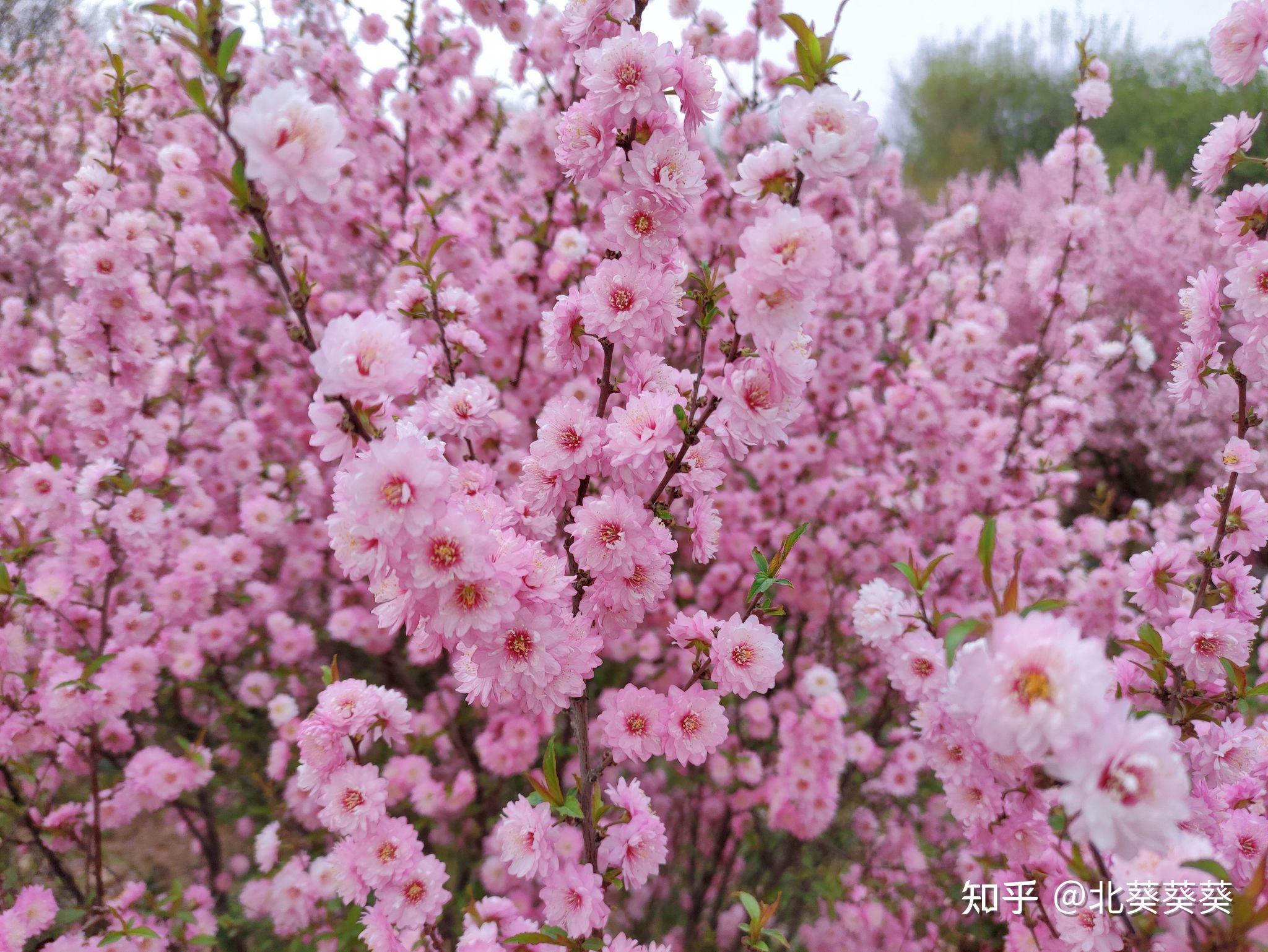 二本一战上岸西北农林科技大学风景园林专硕初试复试经验分享