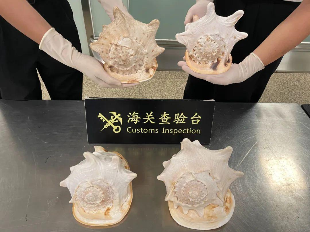 唐冠螺,又名皇冠螺,因其数量稀少,已被列入《国家重点保护野生动物