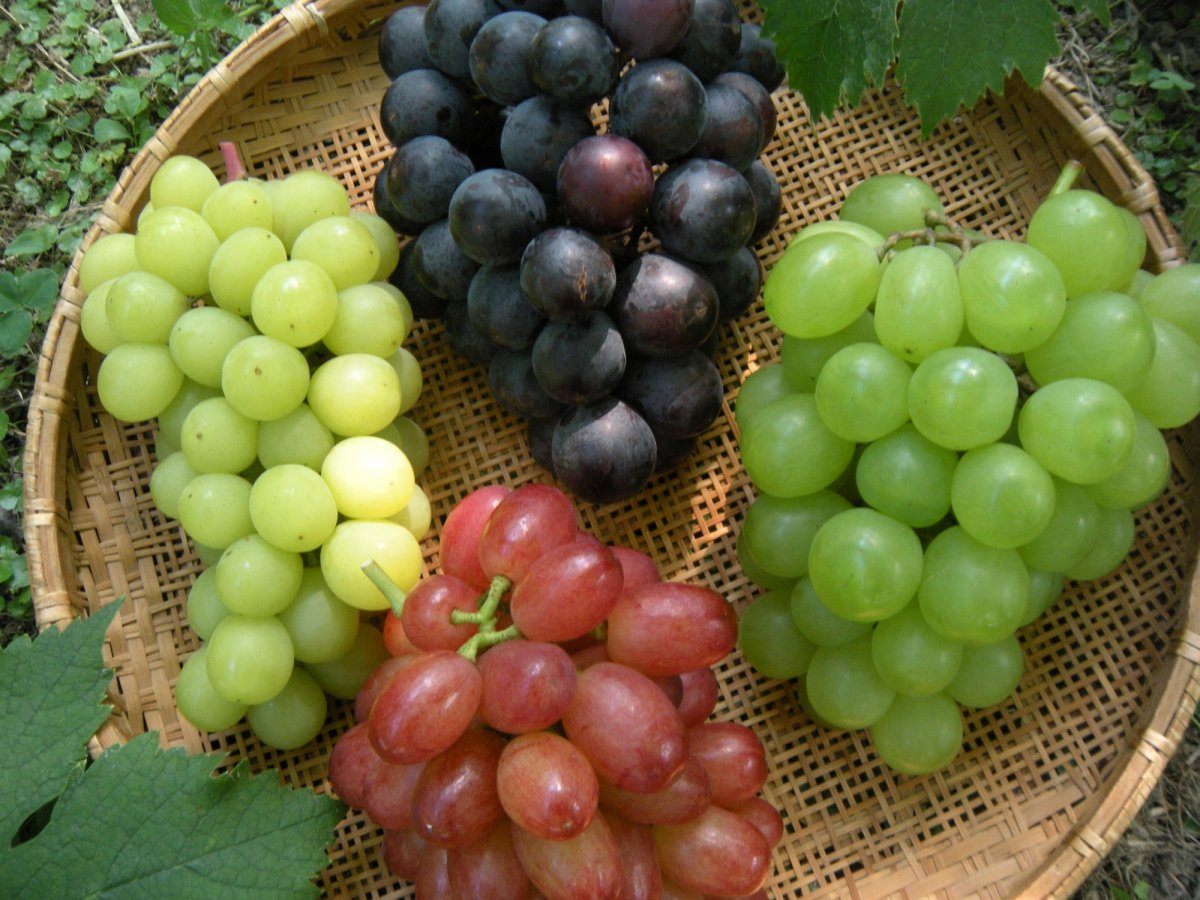 如果您是糖尿病患者可以慢慢吃这4种水果凯联乐泵