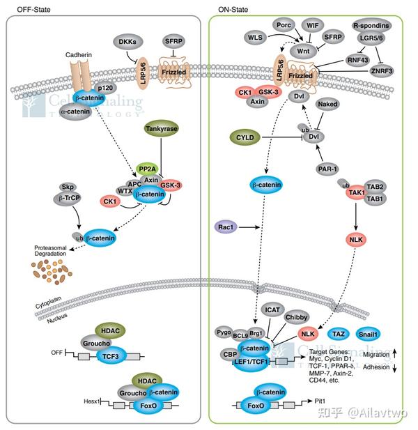 Wnt catenin signaling 