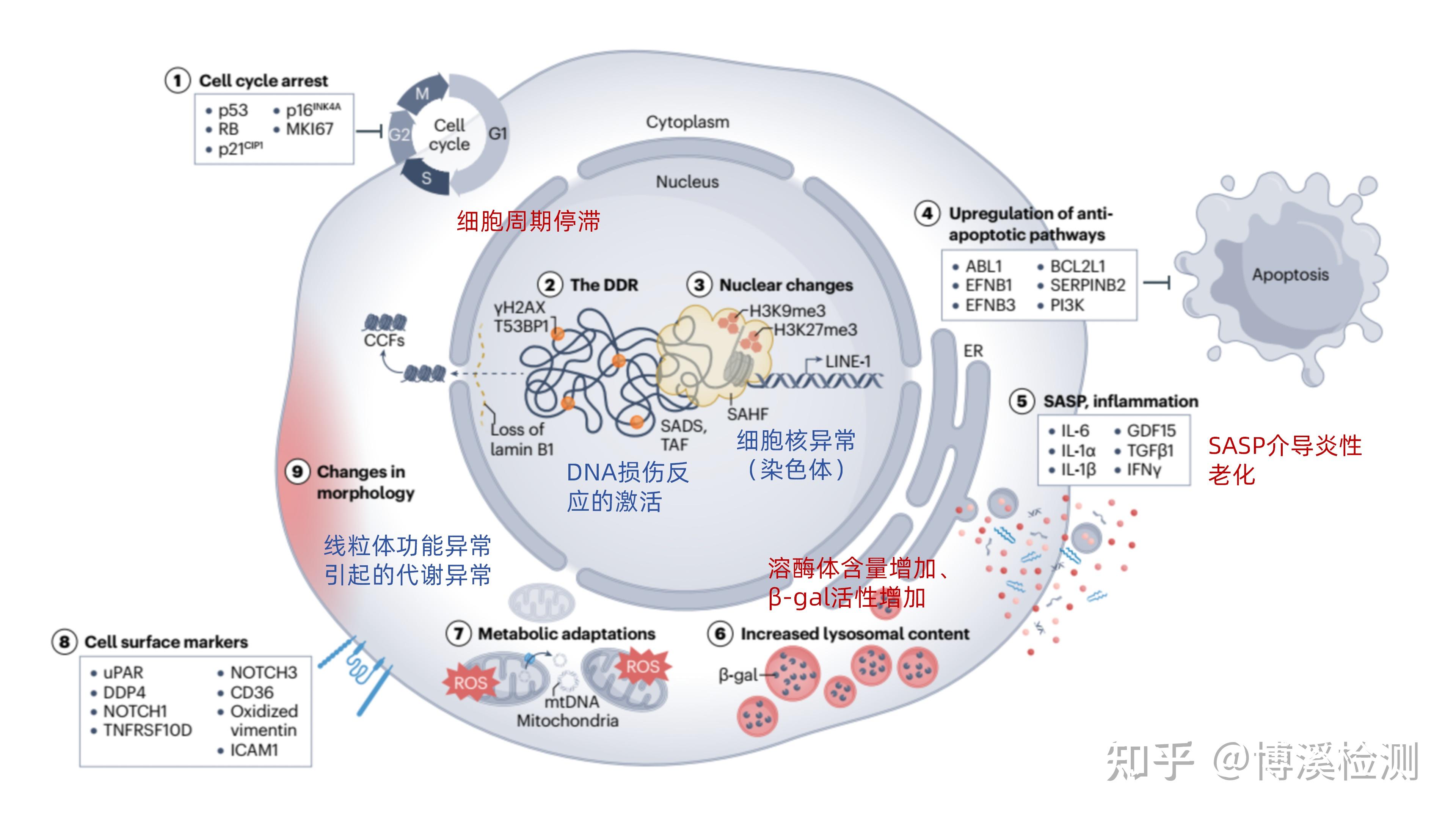 细胞衰老时空变化(一):细胞周期相关特征指标检测 - 知乎