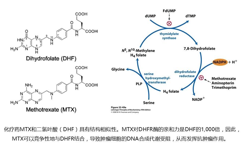 mtx是一类抗肿瘤叶酸代谢药,通过与dhfr酶的底物二氢叶酸(dhf)竞争性