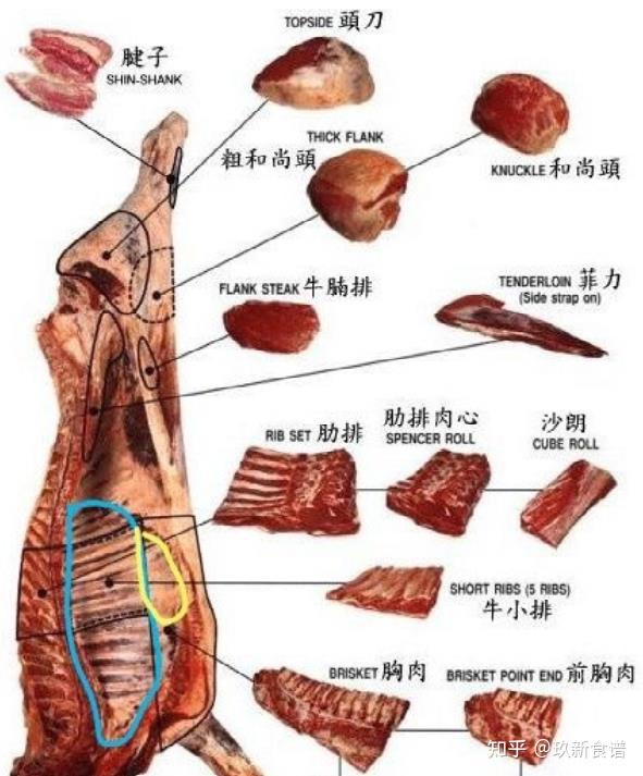 牛肩胛骨位置图片图片