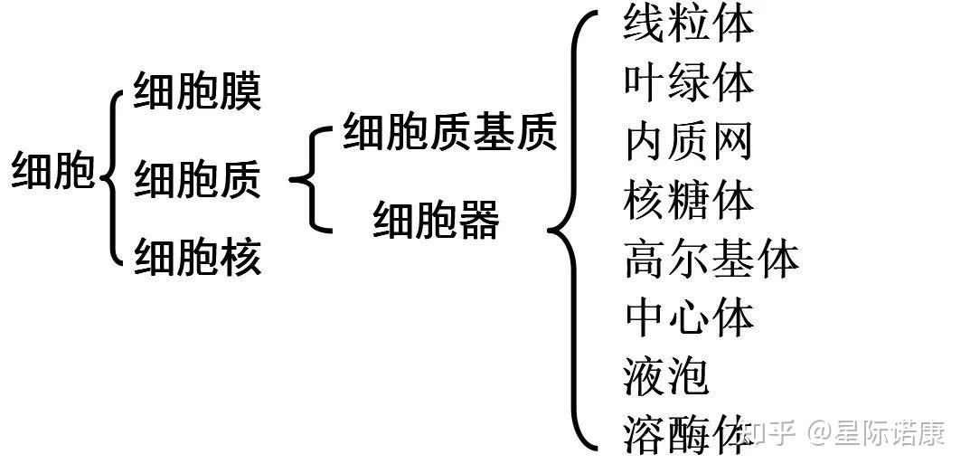 科普丨人体细胞知多少?