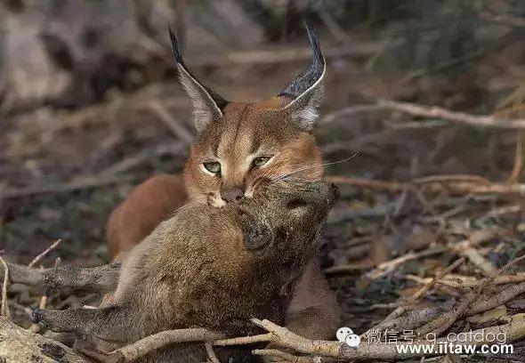 狞猫,应该是世界上最酷炫的猫了! - 知乎