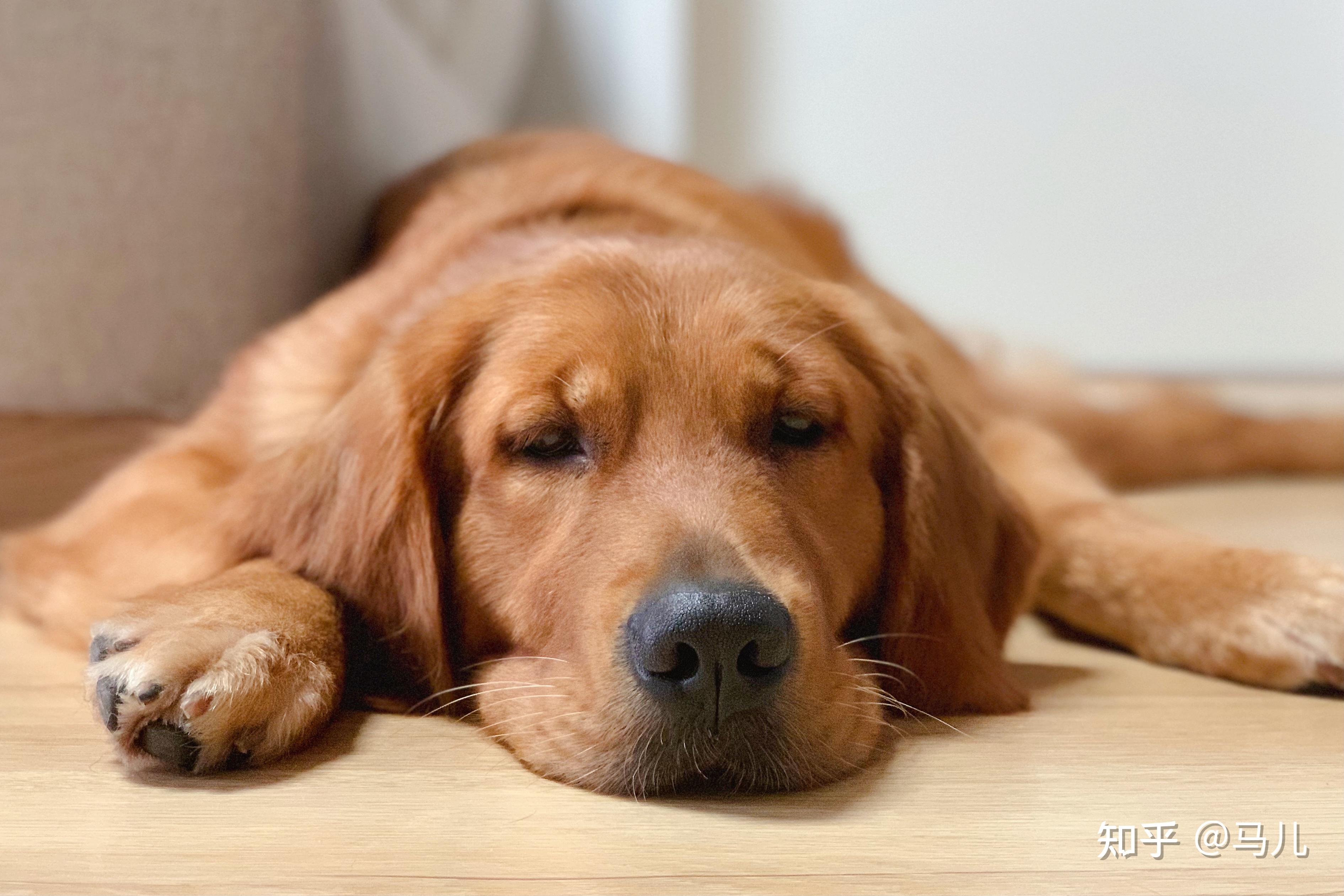 金毛长大后会很温顺吗? - 知乎