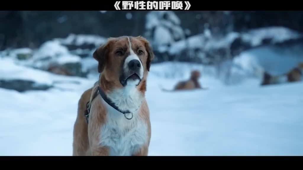 哈士奇雪橇犬电影图片