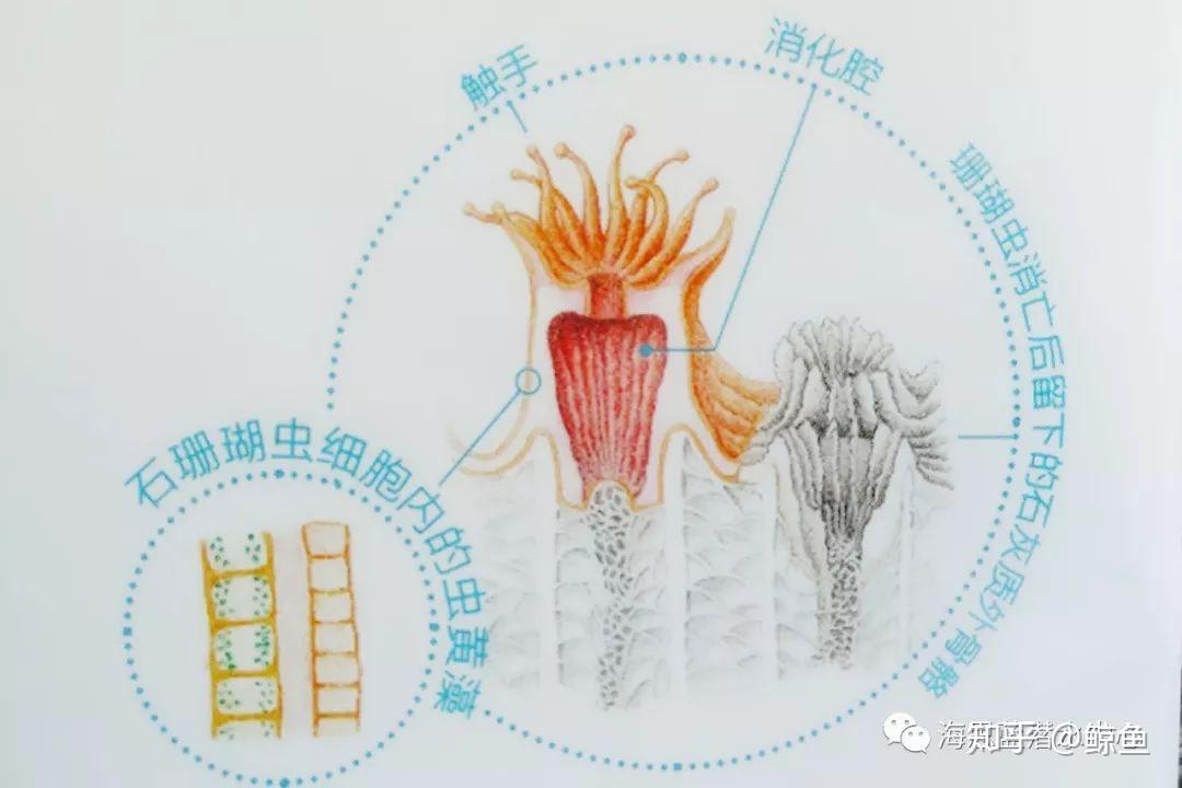 珊瑚，珊瑚虫，珊瑚礁，傻傻分不清？我来告诉你！ - 知乎