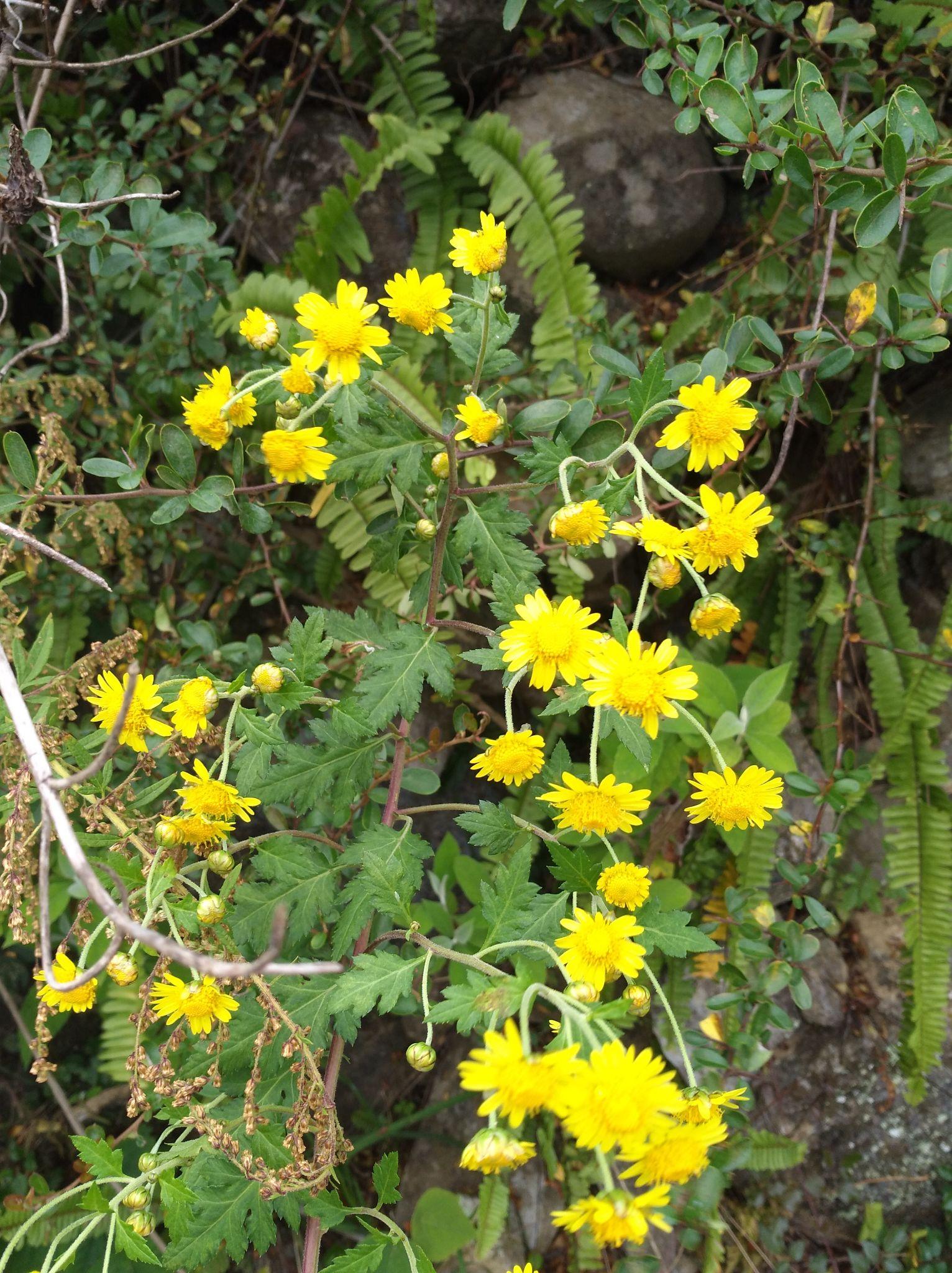 枫叶红的秋金黄的野柠檬