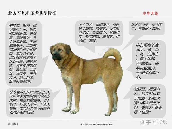 中华犬鉴 中国原生犬 土狗 分类 知乎