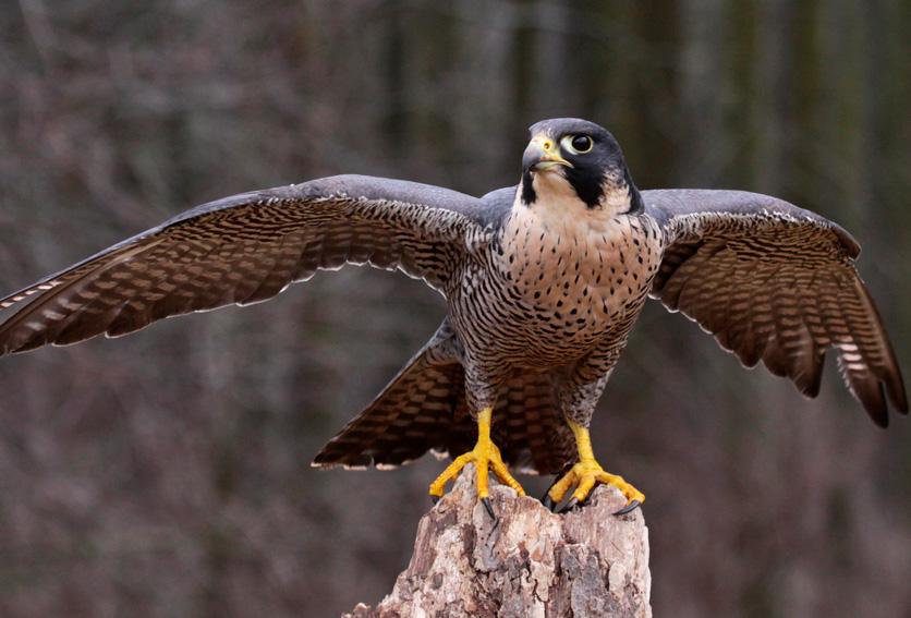 一文了解波兰野生动物概况