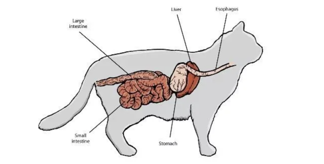 猫咪的肠道主要分为小肠(十二指肠,空肠,回肠)和大肠(盲肠,结肠,直肠)