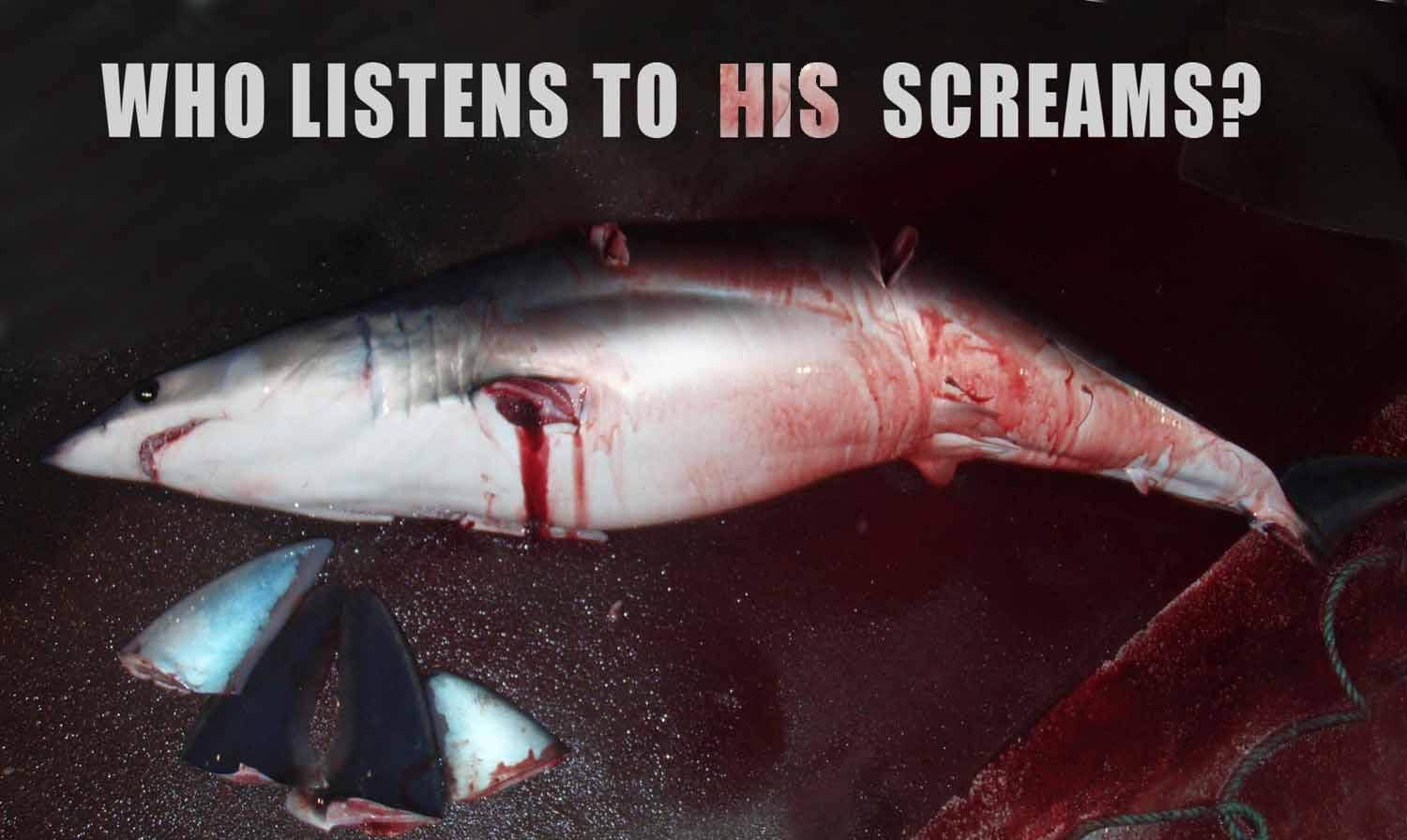 濒临灭绝的鲨鱼有哪些 即将灭绝的鲨鱼