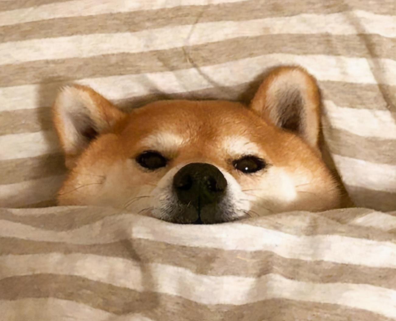 狗狗怎么洗澡才不臭 v2-ef00f62d1e303fd1e6ac87898614866d_r.jpg