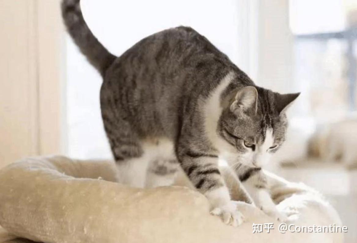 秒懂猫咪20种肢体语言_西安京和动物医院 - MdEditor