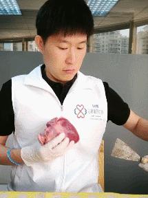 猪心解剖告诉你X光，CT，彩超室怎么做的？ - 知乎