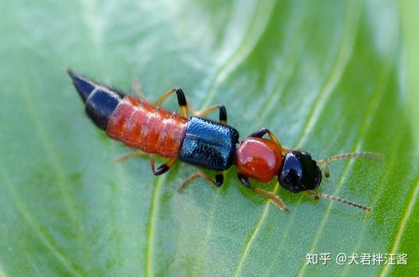 隐翅虫造成的伤口有什么特点 大隐翅虫亚科 双偶网