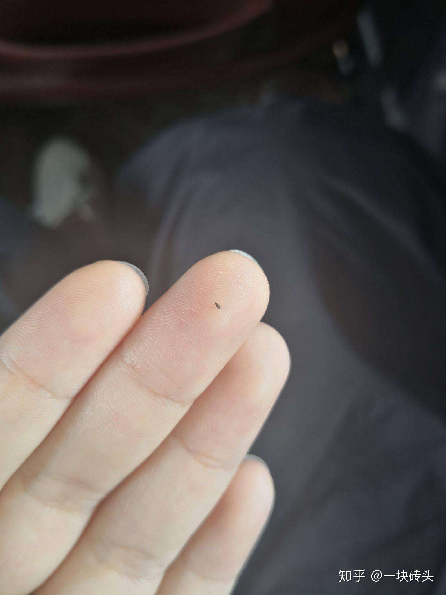 一种比蚊子小也吸血的黑色虫子是什么