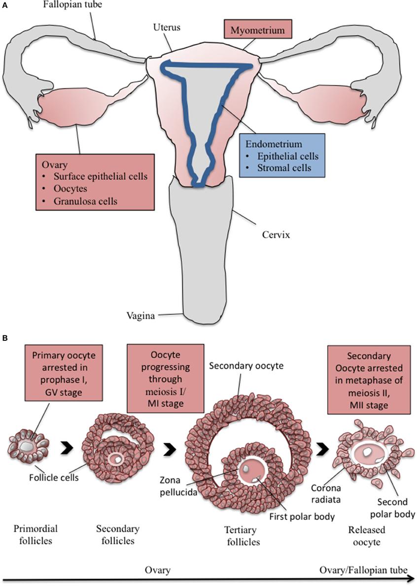 图说生殖系统(Reproductive system)·脊椎动物 - 知乎