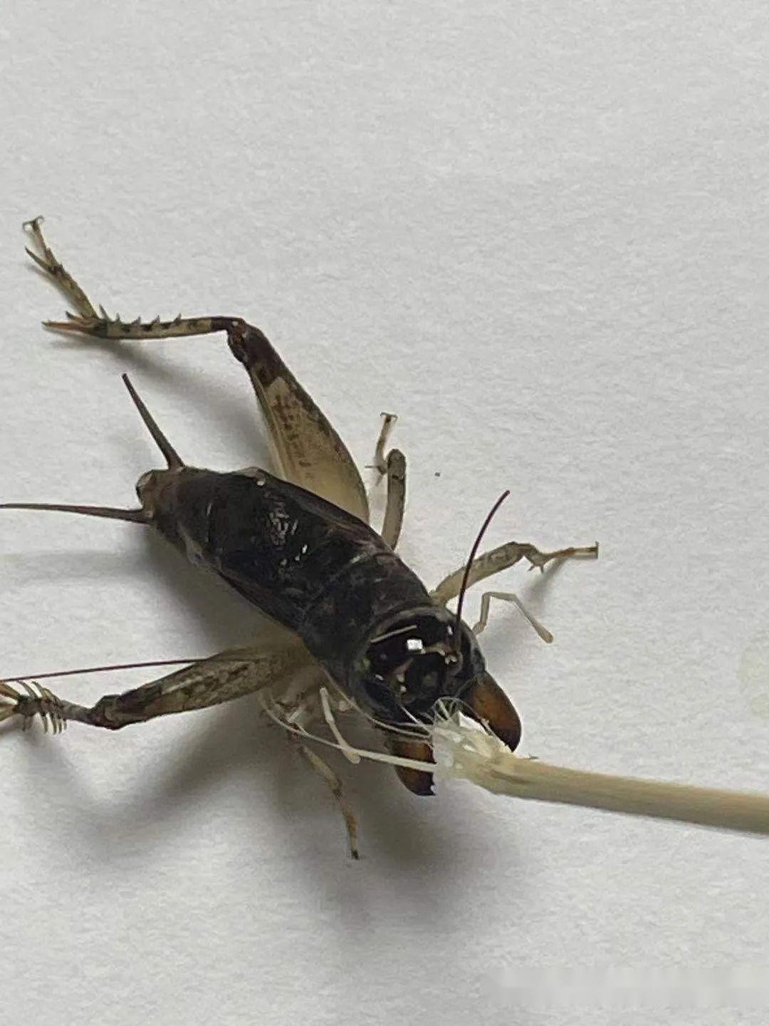 蟋蟀分享:红牙青,此虫肉身细腻牙齿极硬,一生八路