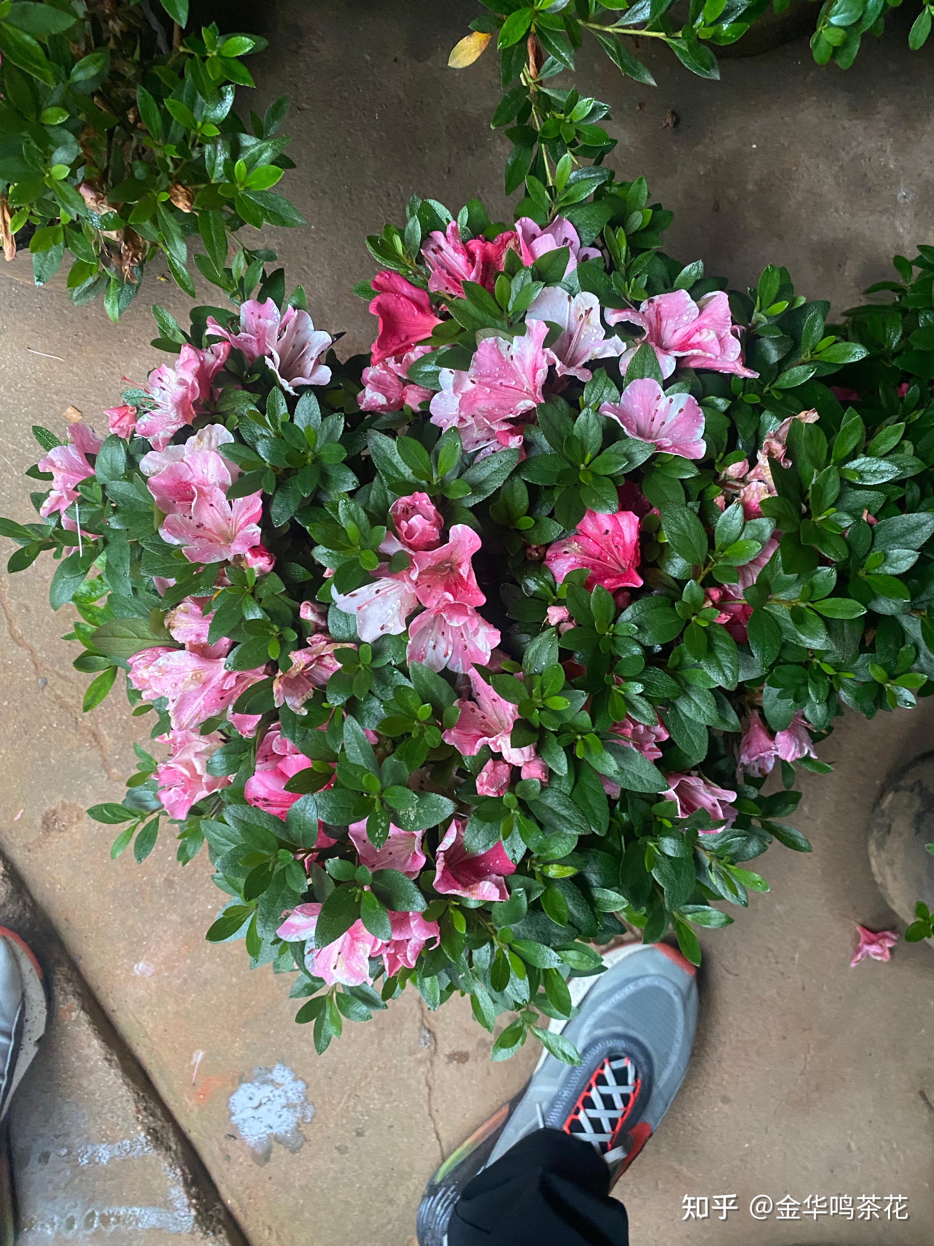 万紫千红杜鹃和娟之舞杜鹃 - 知乎