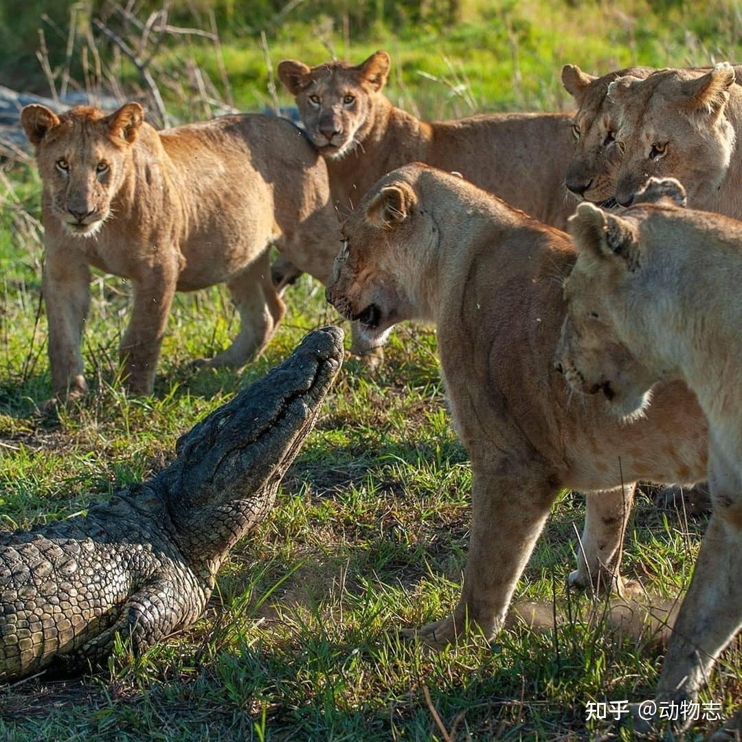 被狮子啃了后腿的鳄鱼诈尸回光返照最后一击差点把狮子爆头