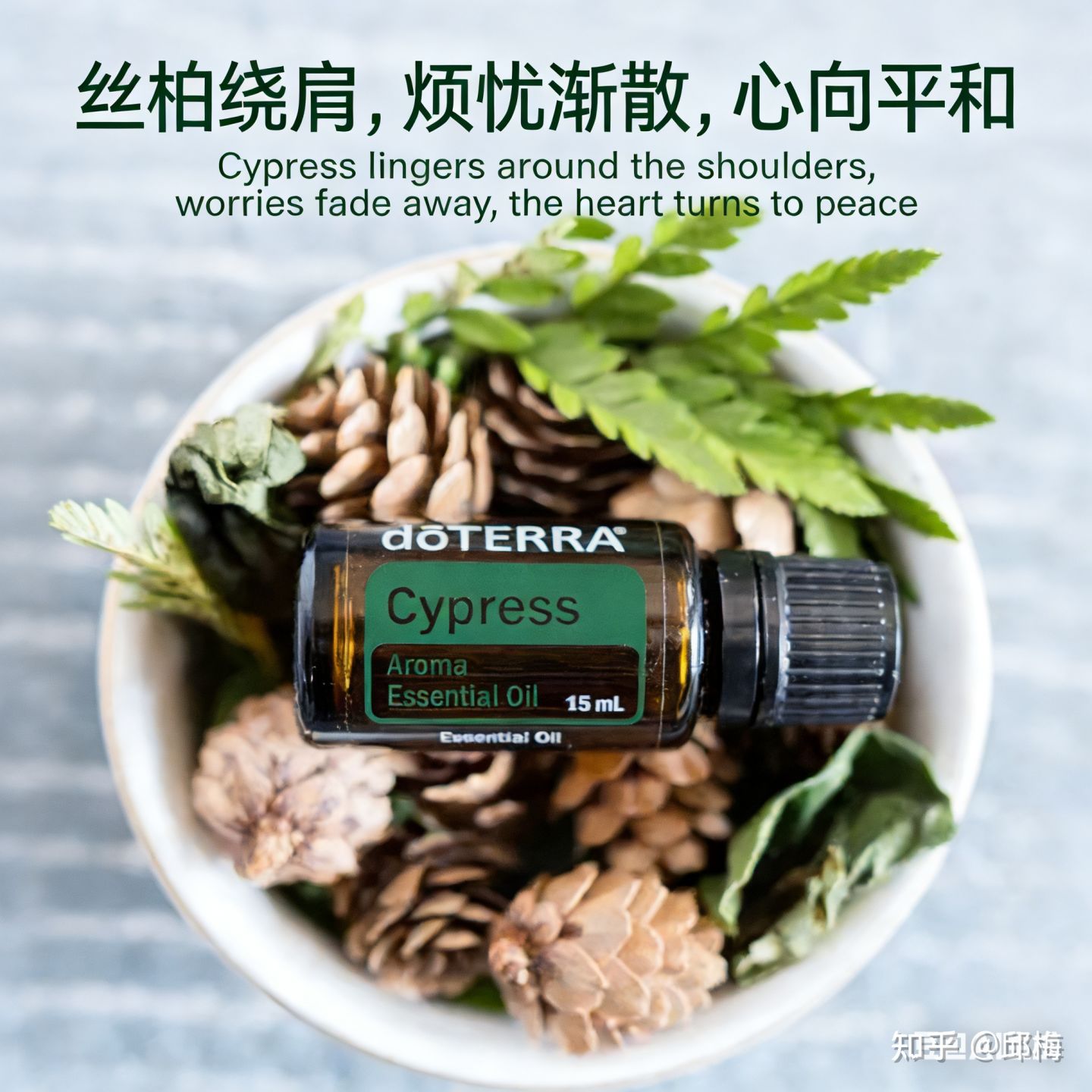 柏科｜丝柏精油【芳香应用指引】 - 知乎