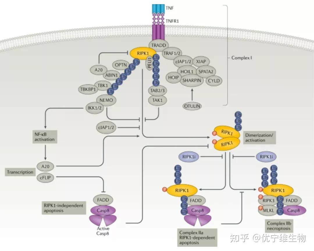 蛋白分析有高招——RIPK1真重要 - 知乎