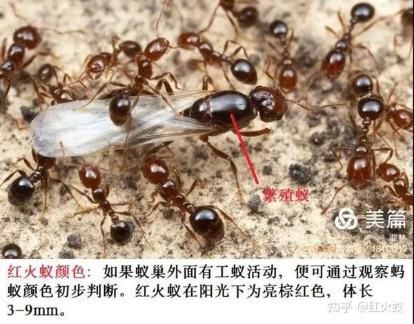认识红火蚁 - 知乎