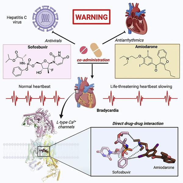 颜宁团队最新《细胞》论文:破解药物联合使用的致命副作用机制 - 知乎