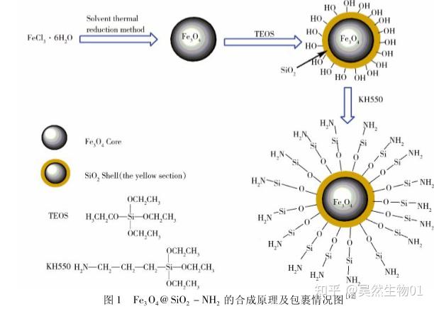 核壳结构Fe3O4@SiO2-NH2磁性微球(500nm)的合成实验 - 知乎