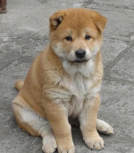 土狗笨狗不洋气没想到你是这样的中华田园犬