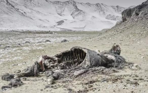 可可西里无人区有多可怕