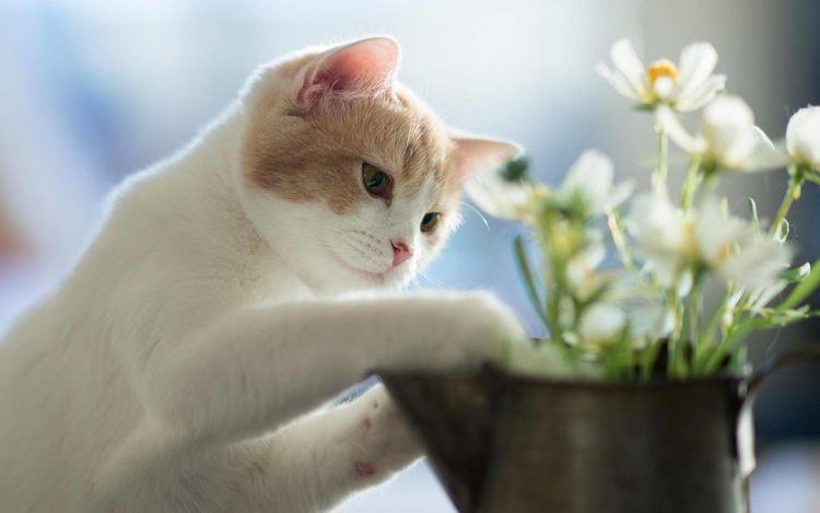 养猫与养花不可兼得 这5种花竟能让猫毙命 知乎