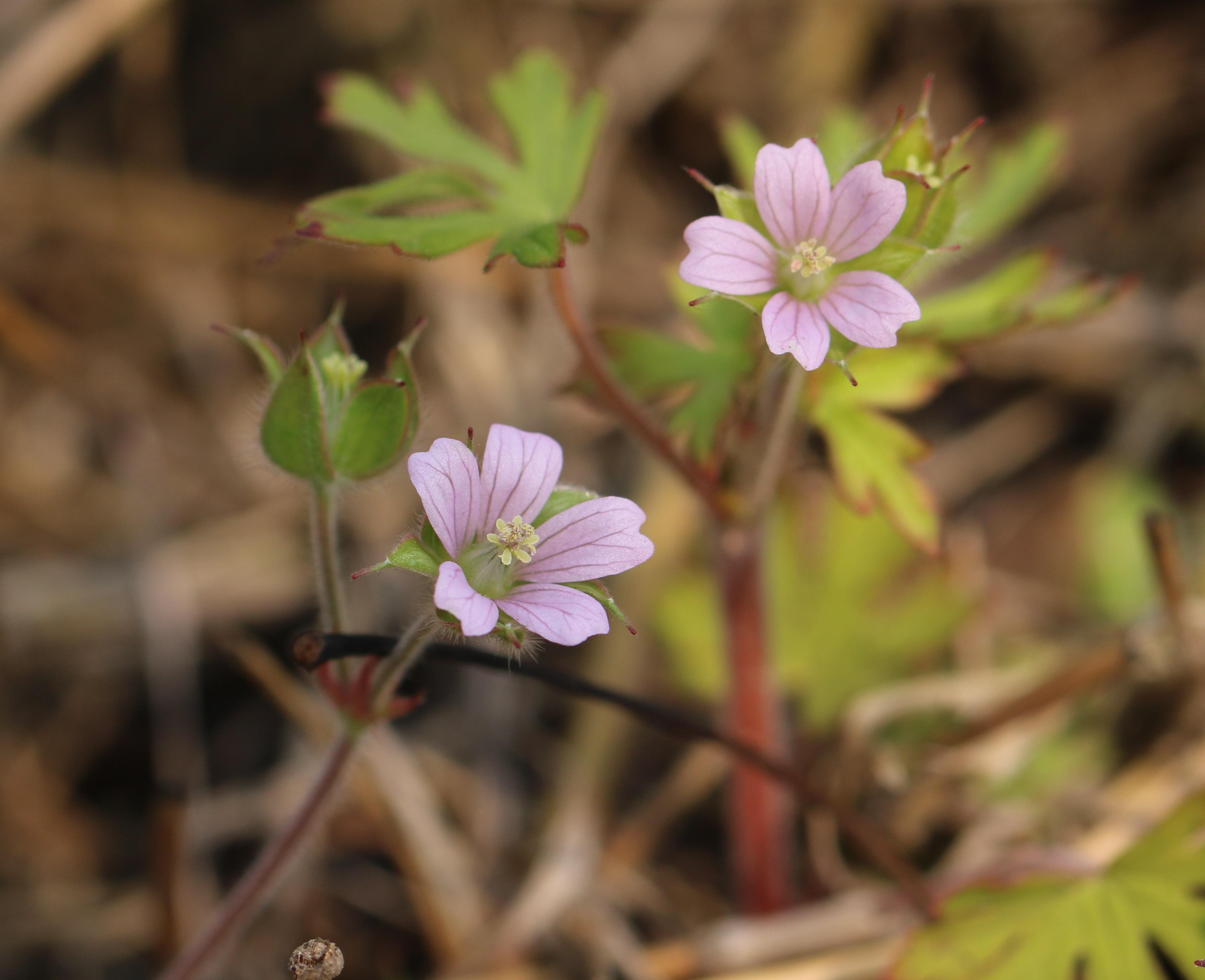 自然足迹横断山区植物小记十柳叶菜科龙胆科牻牛儿苗科